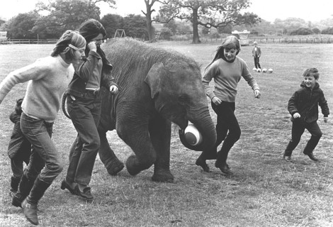 Children play with an elephant ball