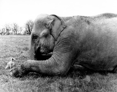Elephant with dog