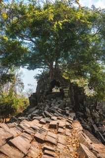 Tree grows on tree-rooted Khmer temple ruin