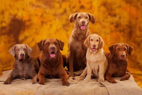 Chesapeake Bay Retriever