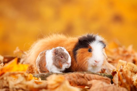 CH-Teddy guinea pigs