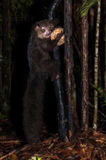 Aye-aye (Daubentonia madagascariensis) climbs on tree trunk at night