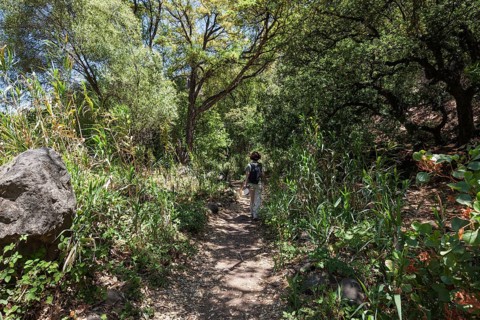 Female hiker on the hiking path through reeds in Barranco de los Cernicalos