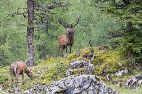 Deer and doe during rutting season