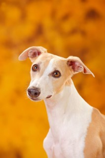 Whippet