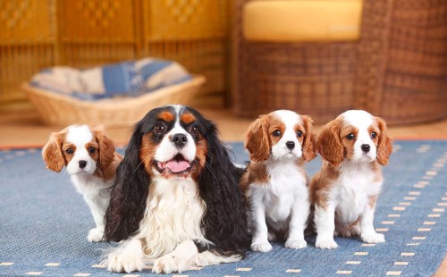 Cavalier King Charles Spaniel
