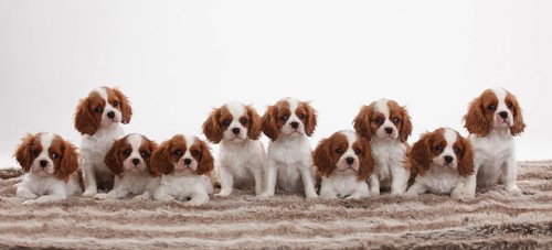 Cavalier King Charles Spaniel