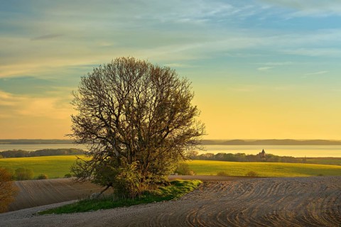 Fields in the evening light