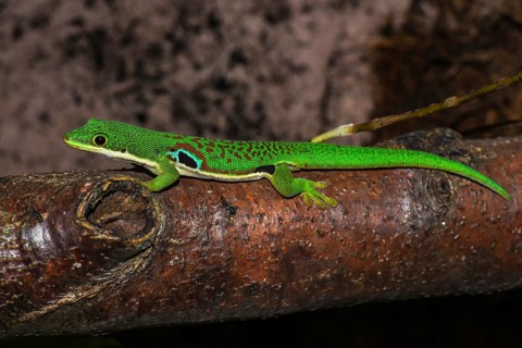 Peacock Eye Day Gecko (Phelsuma quadriocellata quadriocellata)
