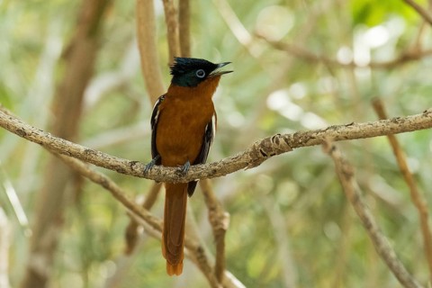 Madagascar Paradise Flycatcher (Terpsiphone mutata) sits on a branch