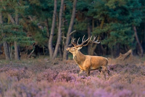 Red deer (Cervus elaphus) between Heathers (Calluna vulgaris) at the edge of the forest