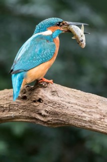 Common kingfisher (Alcedo atthis) sits on branch with fish as prey