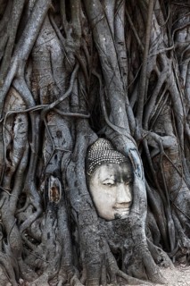 Stone Buddha head ingrown in a ficus religiosa (Ficus religiosa)