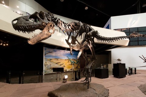 Skeleton of a dinosaur
