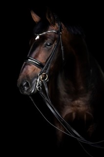 Brown horse with bridle