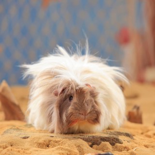 Angora guinea pig
