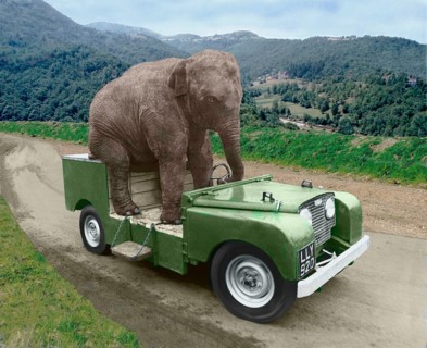 Elephant drives a car