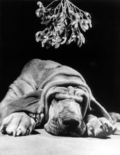 Dog sleeps
