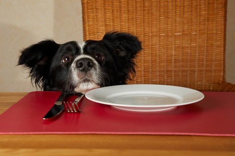 Border Collie looks over the edge of the table on an empty plate