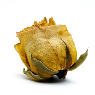 Withered rose heads