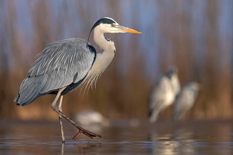 Grey heron or (Ardea cinerea) in the plumage dress