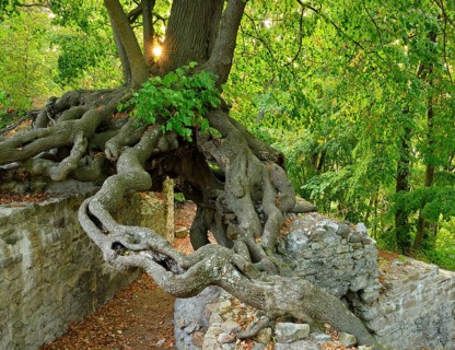 Old linden tree growing on the walls of a castle ruin