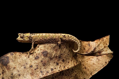 Chameleon (Brookesia superciliaris)
