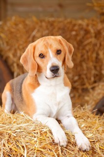 Beagle