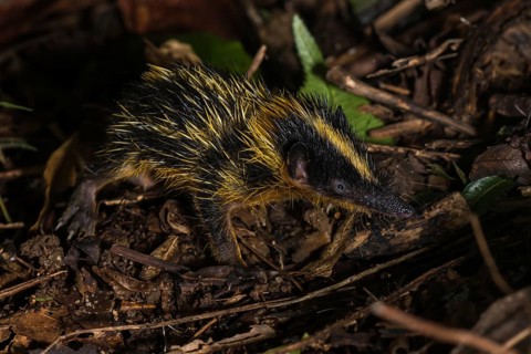 Lowland streaked tenrec (Hemicentetes semispinosus)