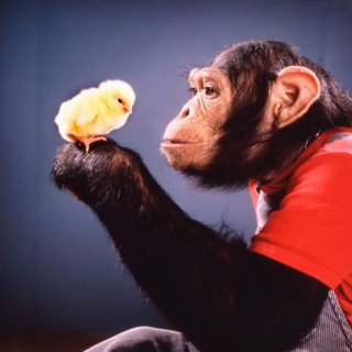 Chimpanzee plays with Kittens