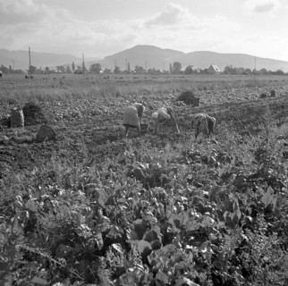 Agriculture