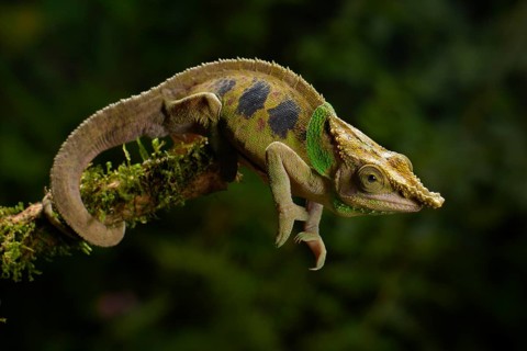 Malthe's chameleon (Calumma malthe)