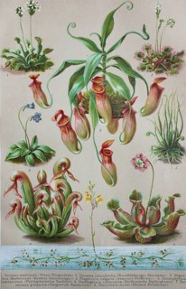 Historical image of various Insectivorous Plants