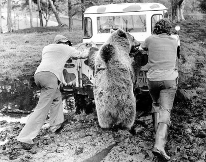 Men and Bear push car