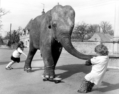 Elephant on skateboard