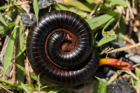 Centipede (Myriapoda)