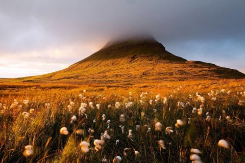 Cotton grass in the evening light