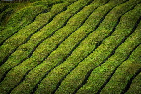 Tea bushes in a row