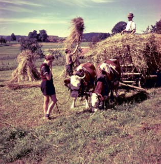 Hay harvest