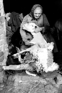 Old woman schurt sheep