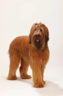 Briard
