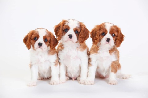 Cavalier King Charles Spaniel