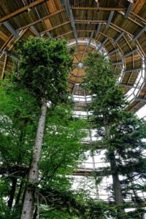 Tree tower