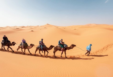 Caravan with dromedaries (Camelus dromedarius)