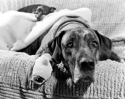 Dog with association