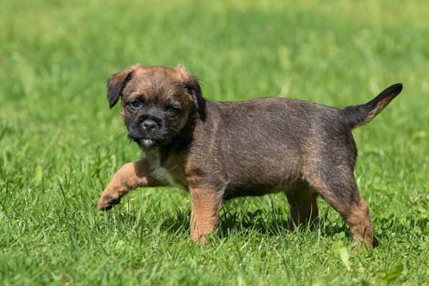 Border Terrier Puppy
