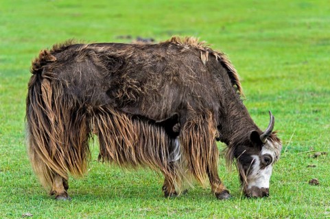 Yak (Bos mutus) on pasture