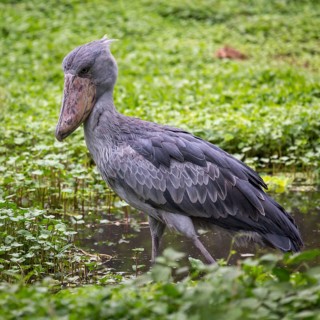 Shoebill (Balaeniceps rex) stands in shallow water
