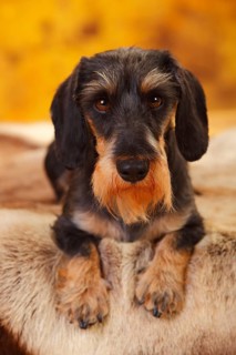 Little Grey-haired Dachshund