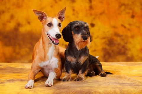 Little Grey-haired Dachshund and Whippet sitting next to each other